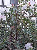 Rhododendron Dendricola (fam. Ericacees) (Myanmar, Inde, Chine) (Photo F. Mrugala, Lyon, Parc de la tete d'or) (5)
